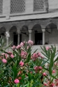 Flowers and mosque, Selcuk Turkey